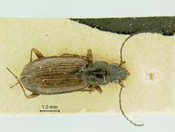 Слика од Bembidion (Plataphus) falsum Blaisdell 1902