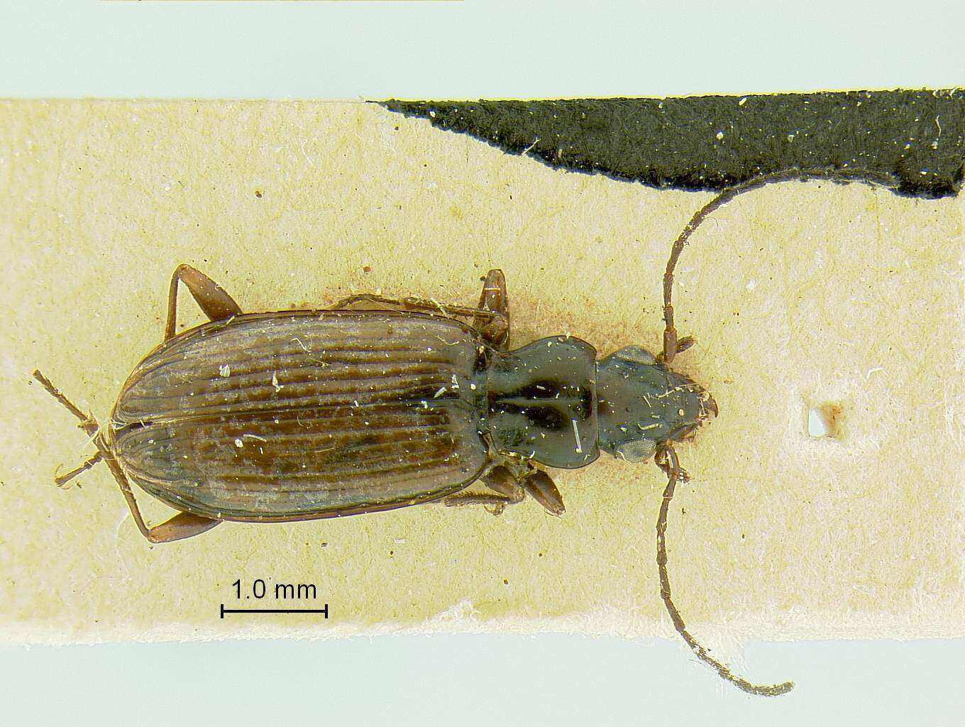 Plancia ëd Bembidion (Plataphus) falsum Blaisdell 1902