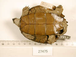 Image of Texas Map Turtle