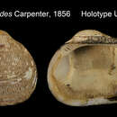 Image of Arca pernoides Carpenter 1857