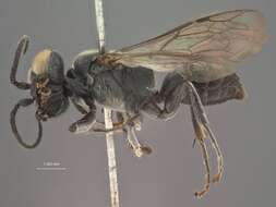 Image of Cicadakiller