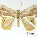 Imagem de <i>Ophthalmophora bellaoides</i> Dognin