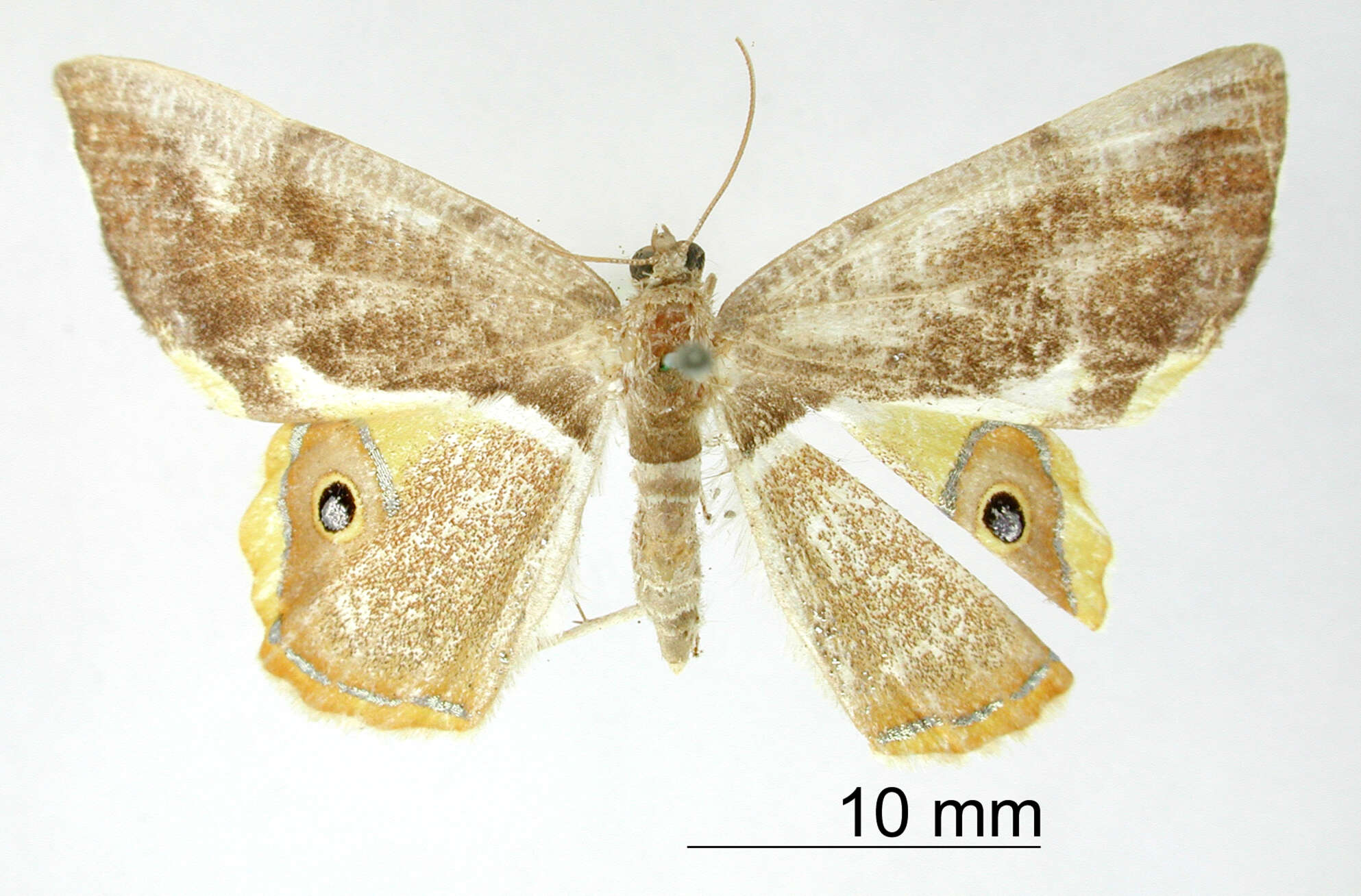 Imagem de <i>Ophthalmophora bellaoides</i> Dognin