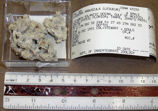 Image de <i>Cladocora arbuscula</i>