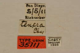 Image of Centrodera tenera Casey 1913
