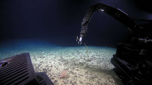 Image of compact bamboo coral