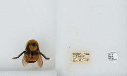 Слика од Bombus affinis Cresson 1864