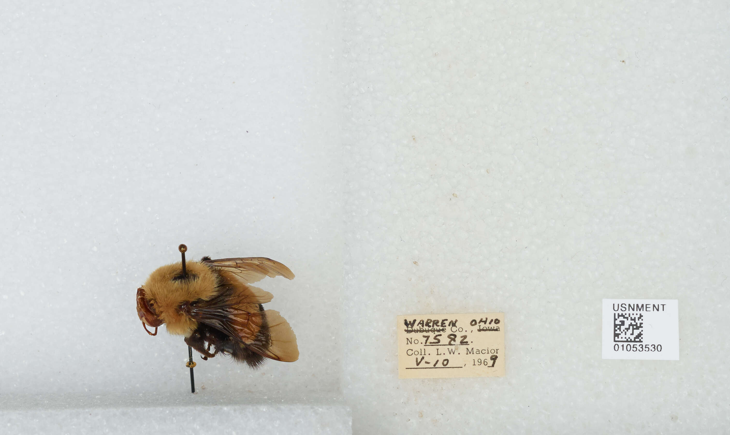 Слика од Bombus affinis Cresson 1864