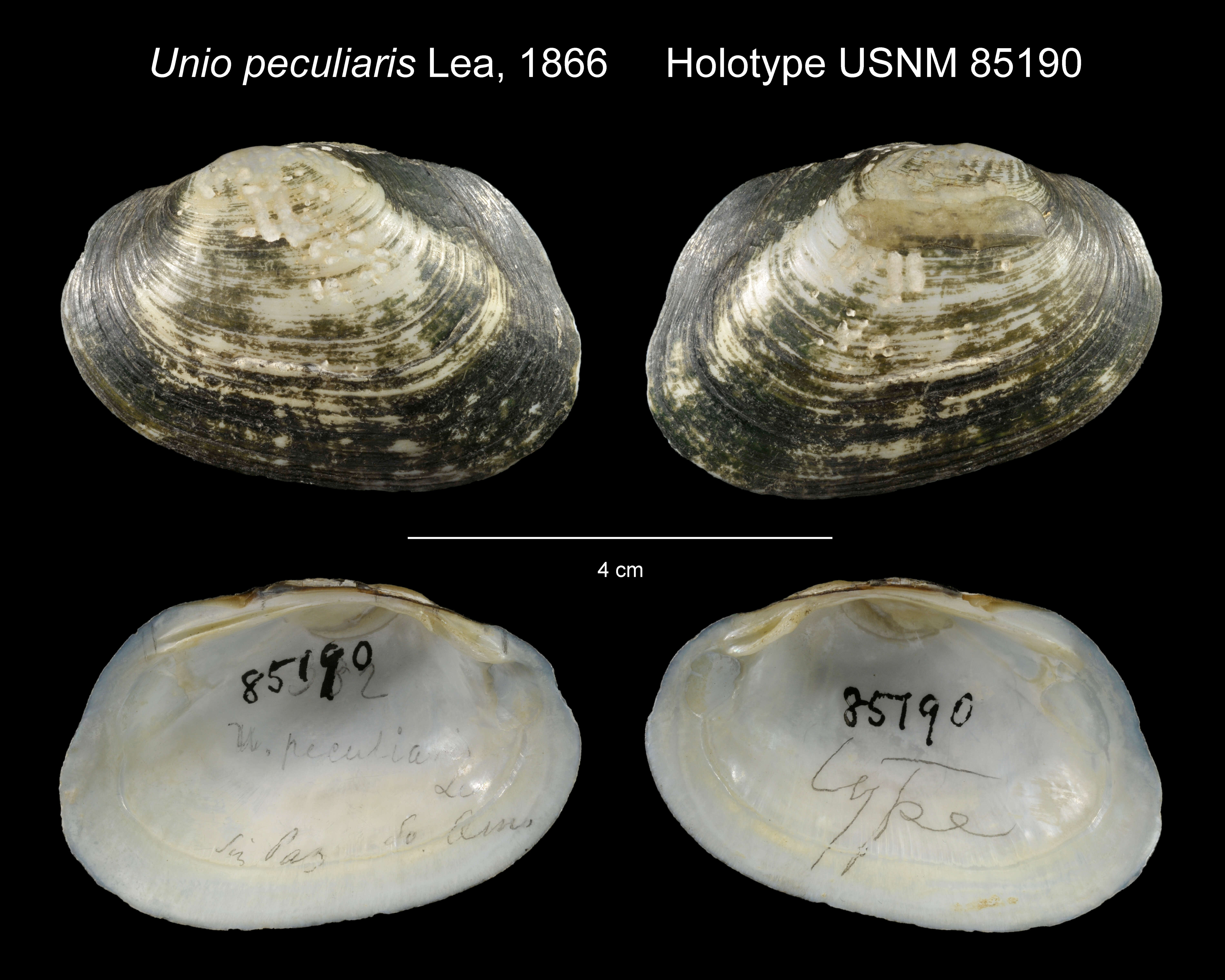 Image of Unio peculiaris I. Lea 1866