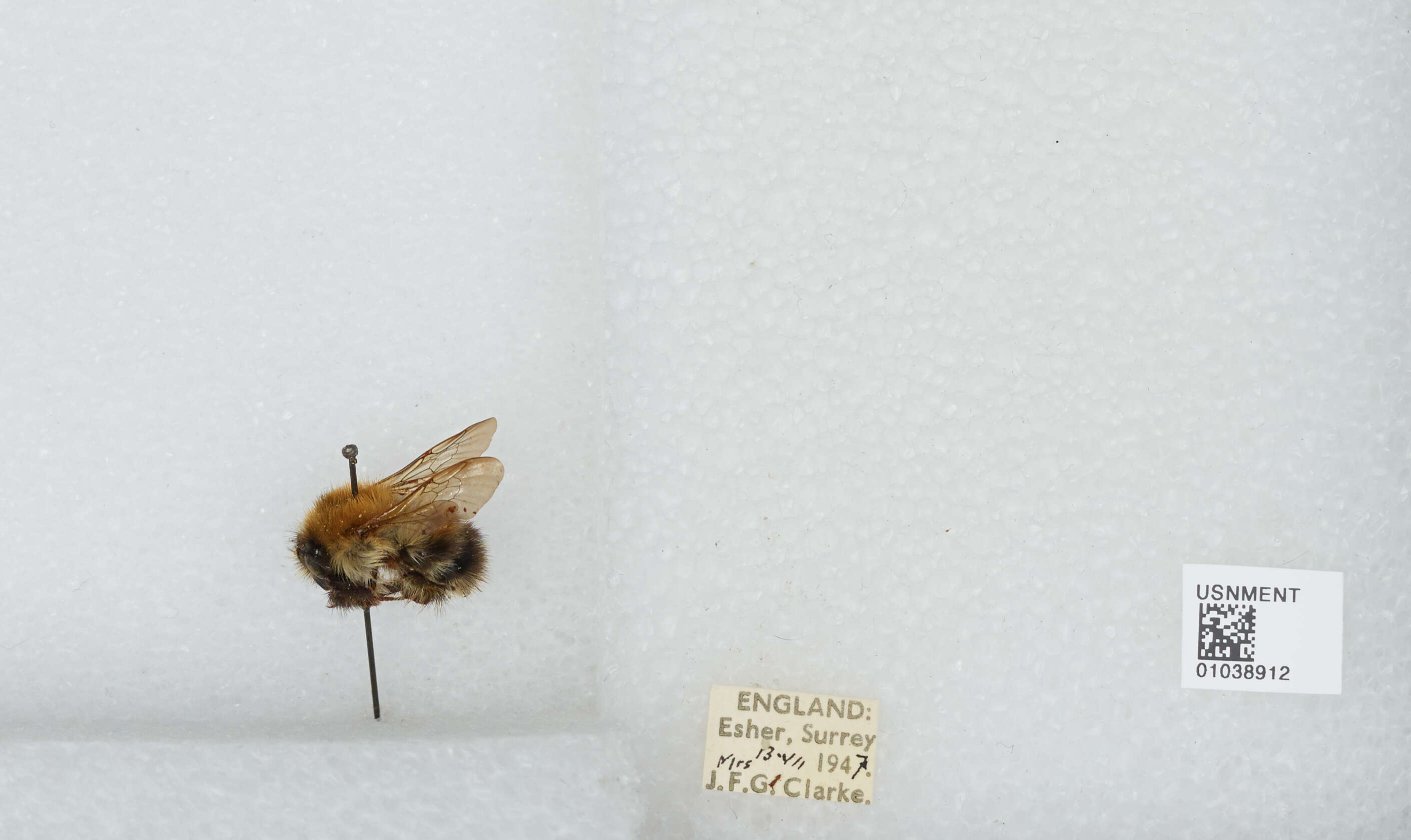 Image of Common carder bumblebee