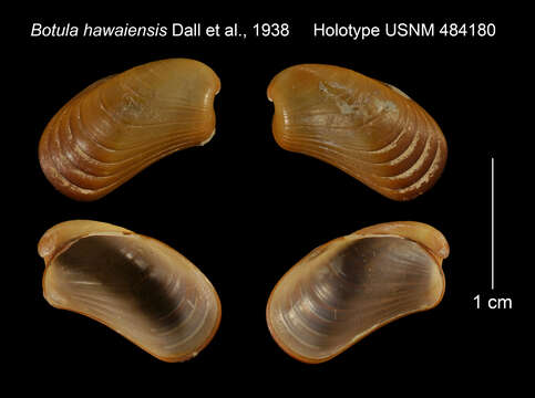 Image of Botula hawaiensis Dall, Bartsch & Rehder 1938