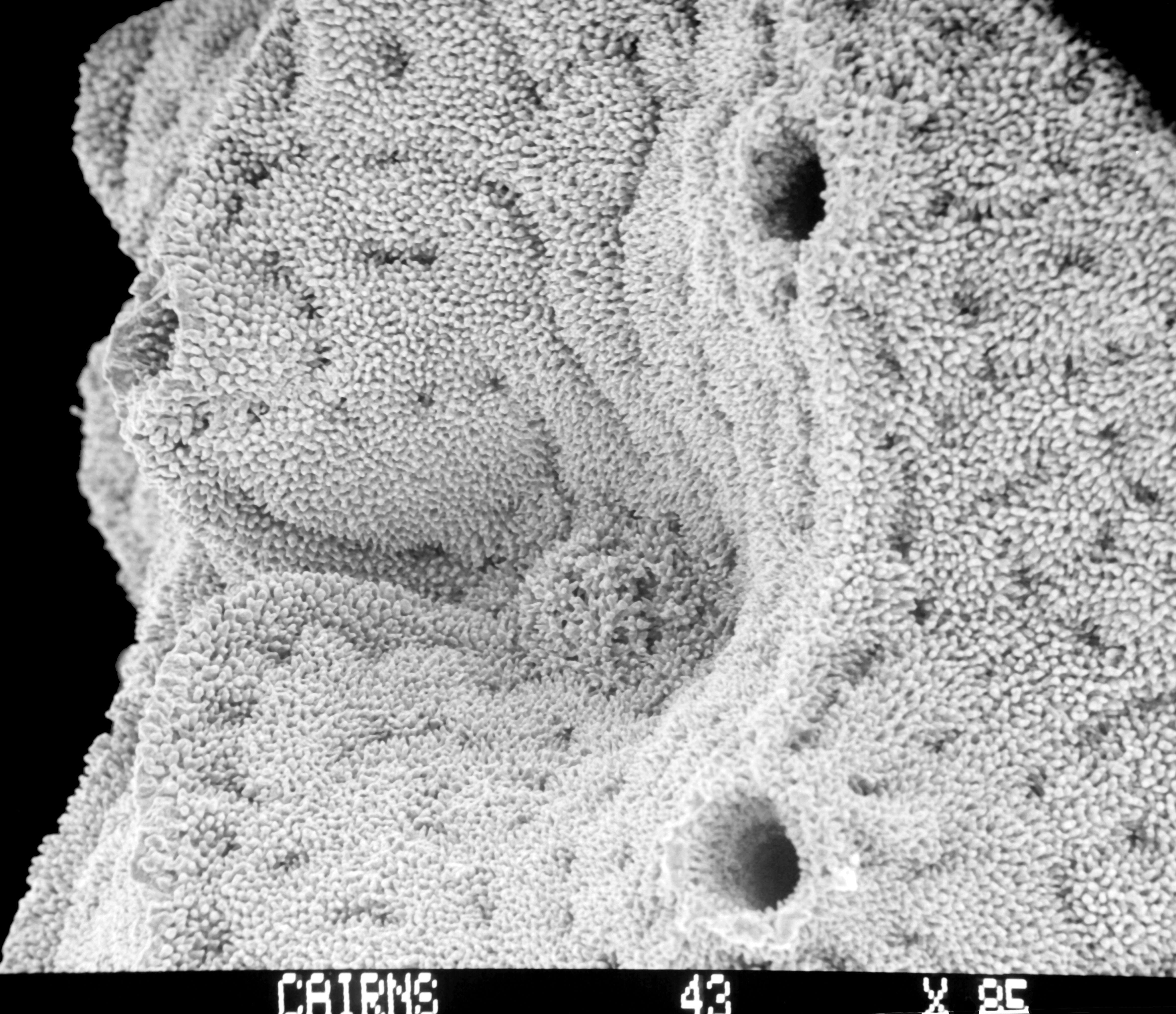 Image of Lepidopora acrolophos Cairns 1983