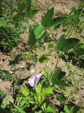 Clitoria mariana var. mariana resmi