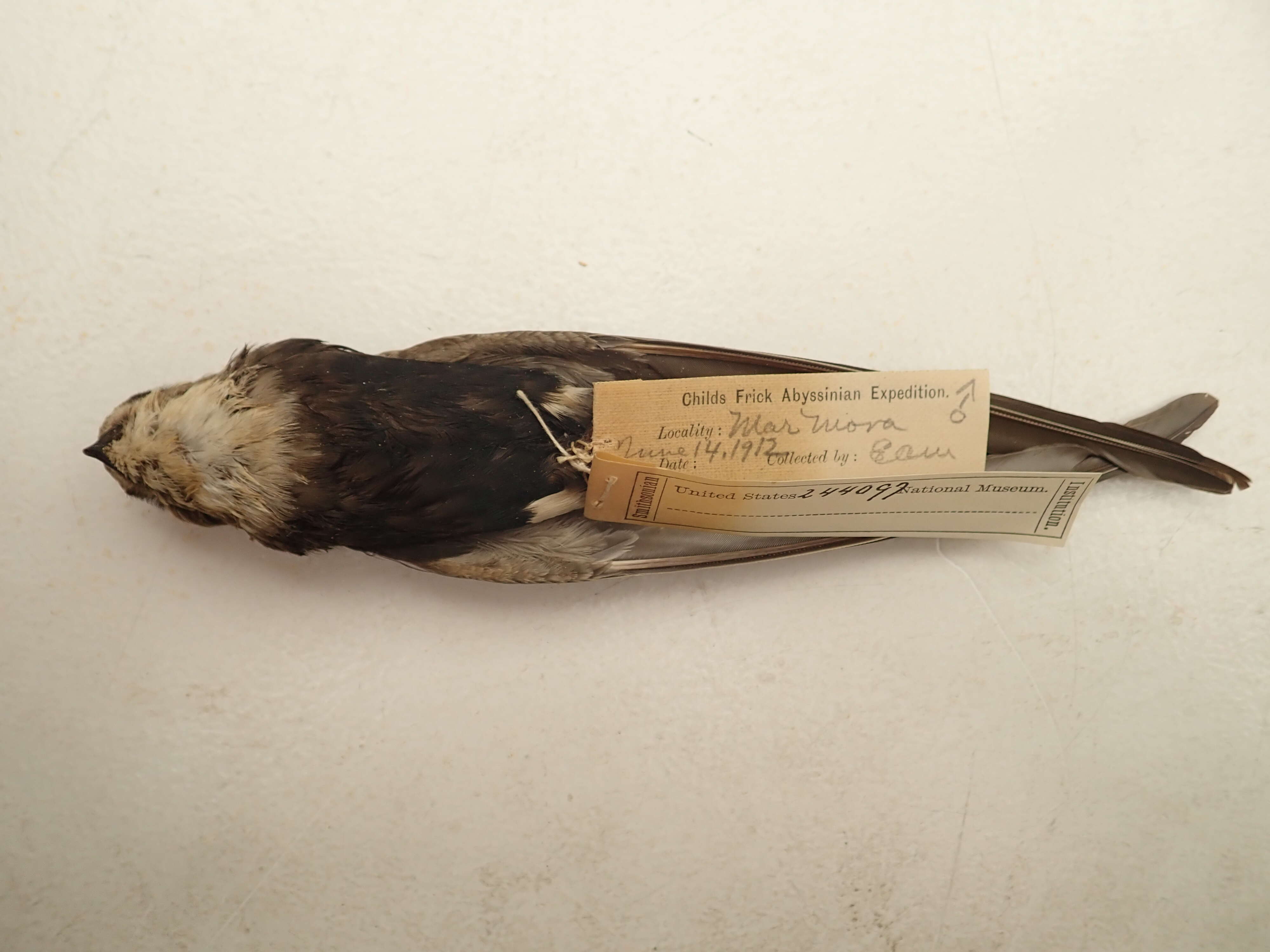 Image of Horus Swift