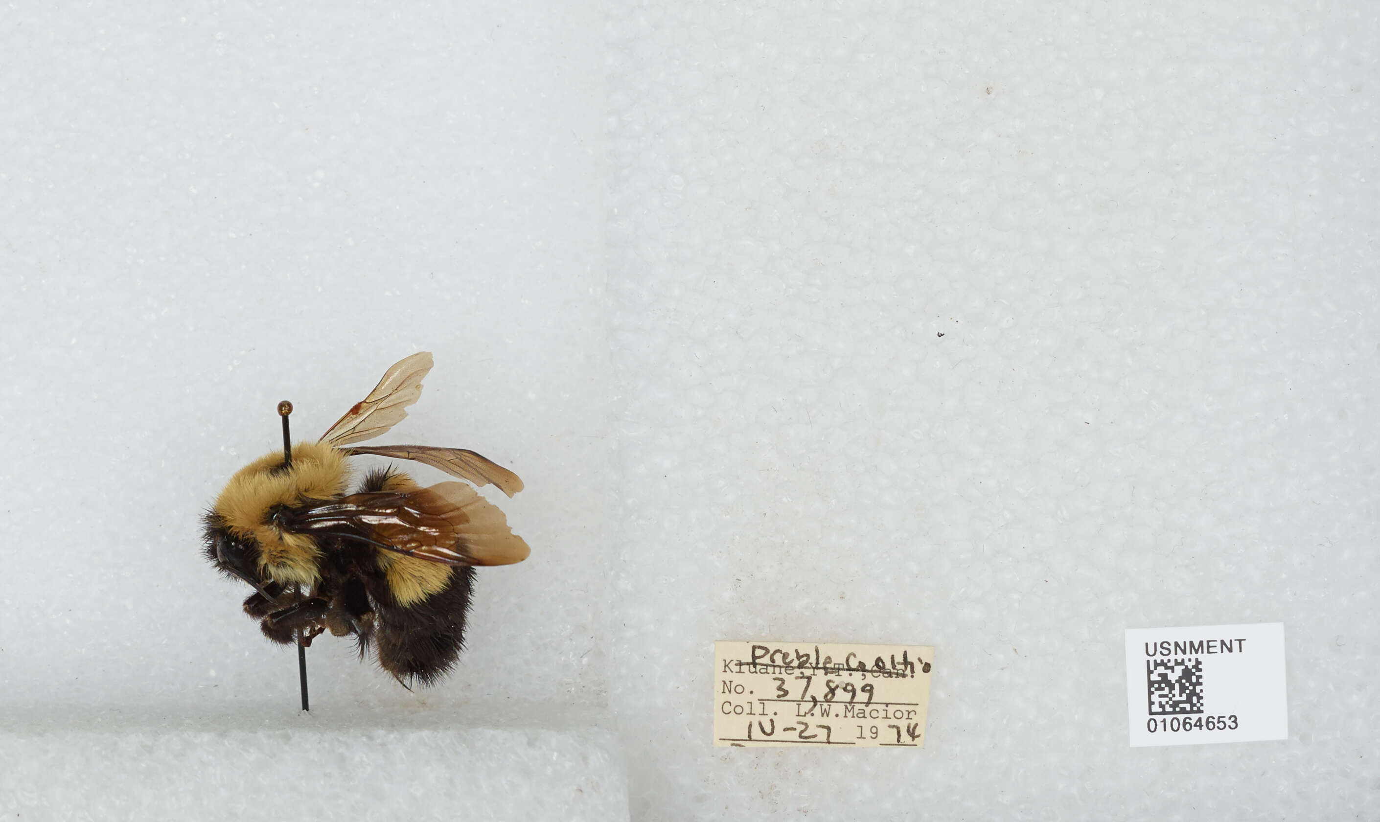 Слика од Bombus affinis Cresson 1864