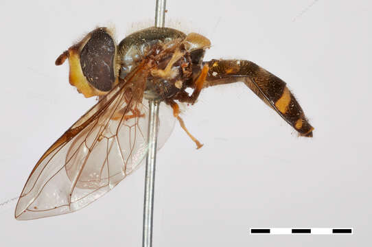 Image of Syrphus lotus Williston