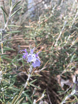 Image of Rosemary