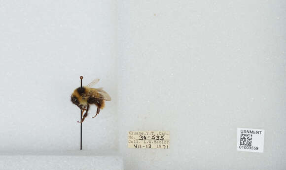 Image of Frigid Bumble Bee