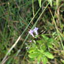 Image of Lobelia Plum. ex L.