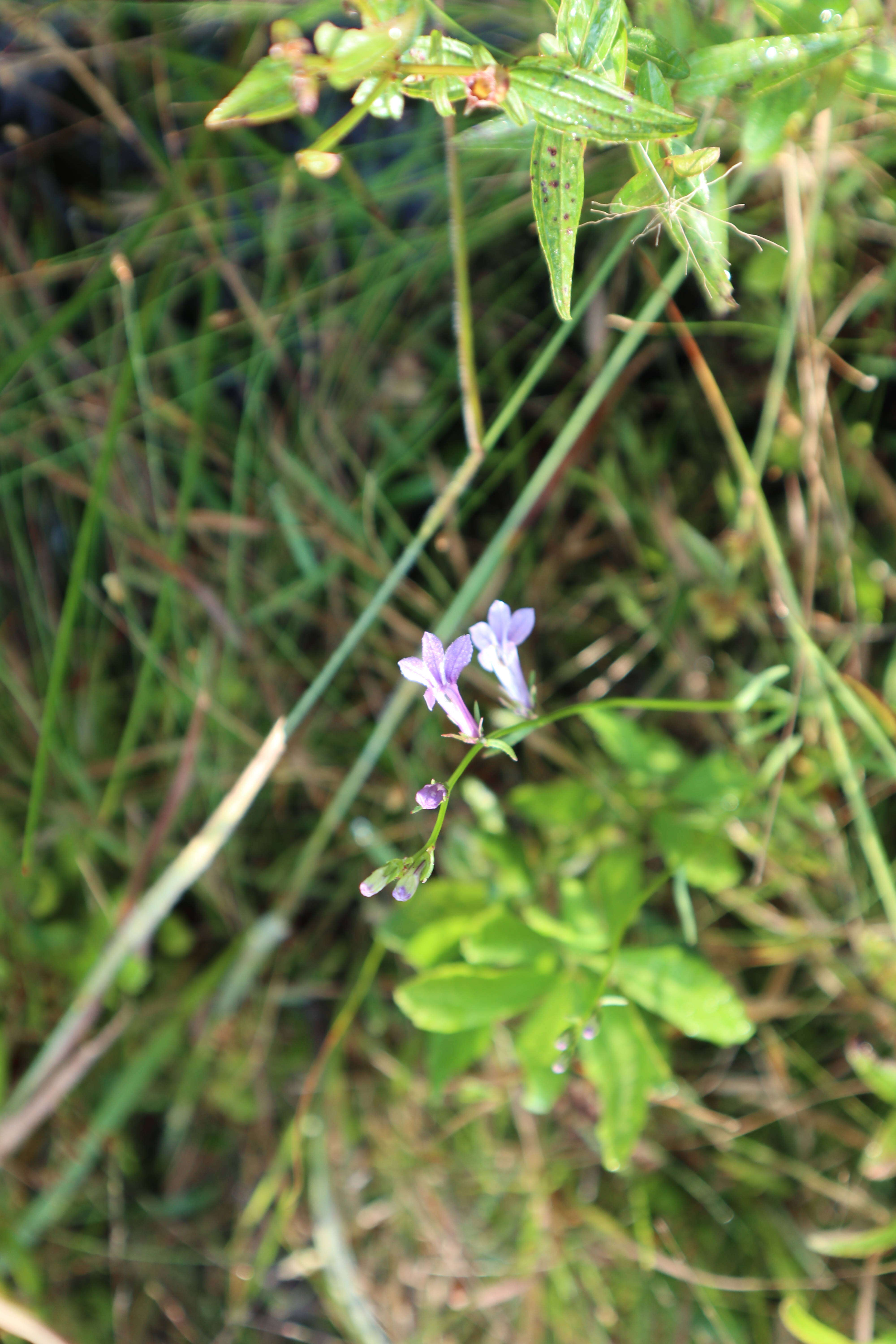 Image de Lobelia Plum. ex L.