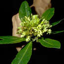 Image of Scaevola subcapitata Forest Brown