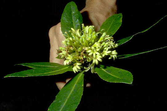 Image of Scaevola subcapitata Forest Brown