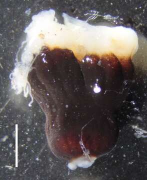 Image of Apolemia lanosa Siebert, Pugh, Haddock & Dunn 2013