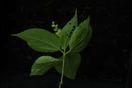 Image de Acalypha schiedeana Schltdl.