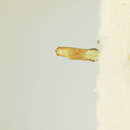 Image of Chaetocnema albiventris R. White 1996