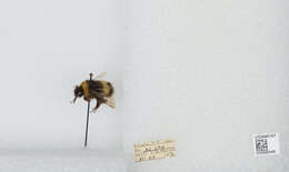 Image of White-tailed bumblebee