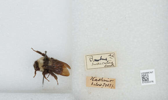 Image of Bombus tunicatus Smith 1852