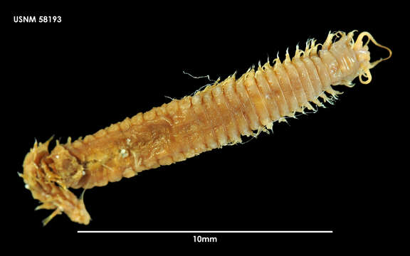 Image of Nothria anoculata Orensanz 1974