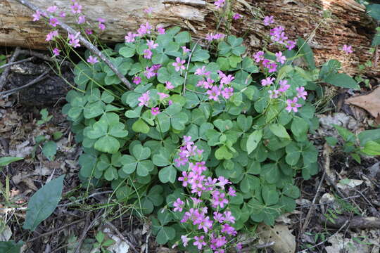 Image of pink woodsorrel