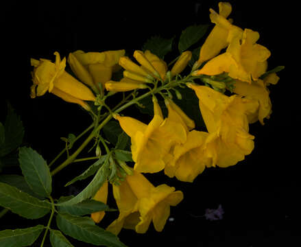 Image of Yellow bells