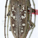 Image of Batocera nebulosa Bates 1877