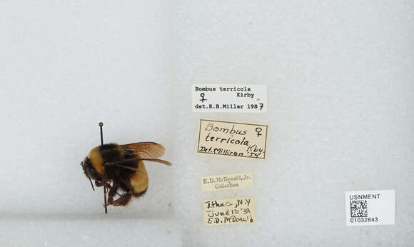 Image of Yellow-banded Bumblebee