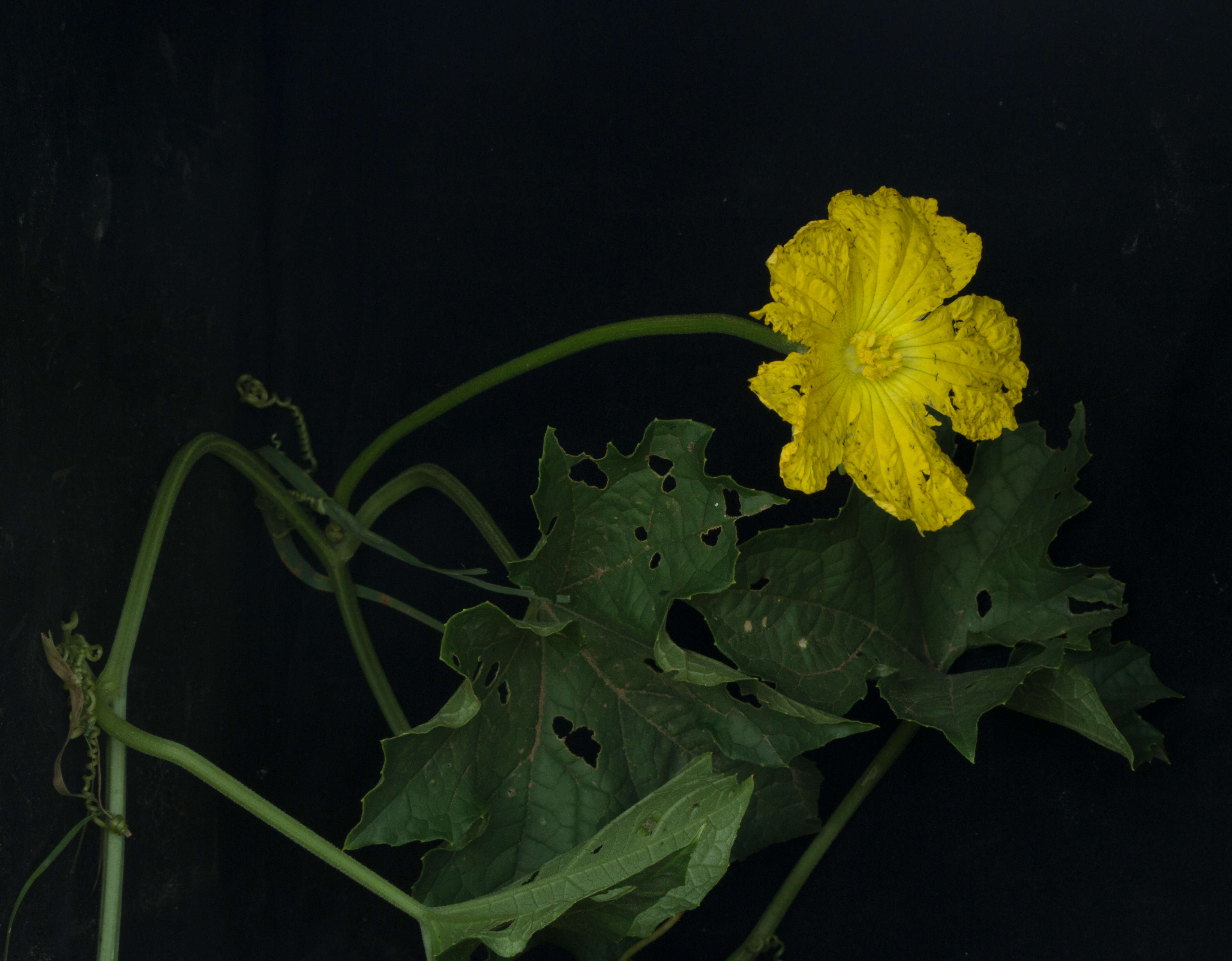 Image of Luffa cylindrica M. Roem.