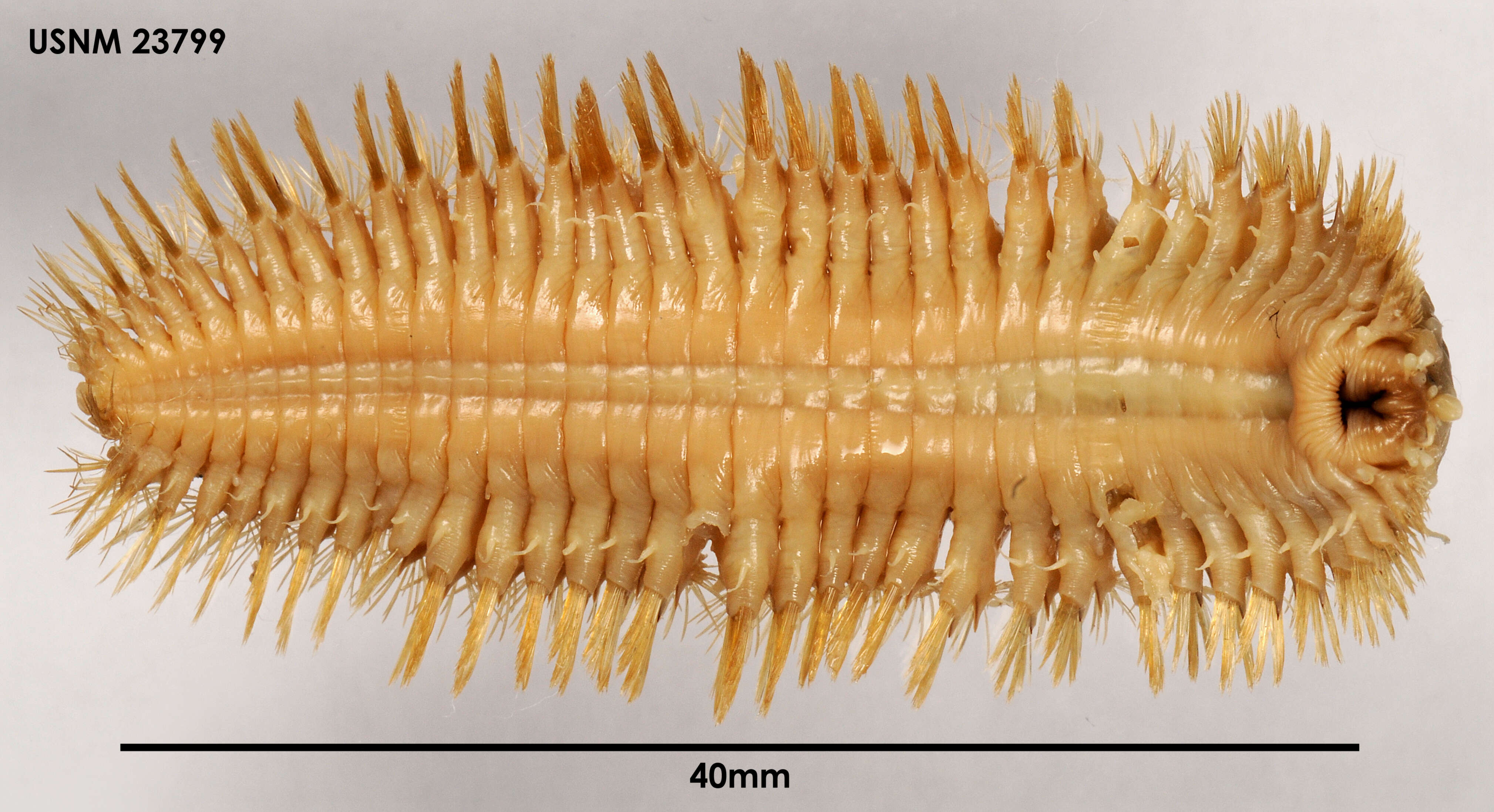 Harmothoe spinosa Kinberg 1856 resmi