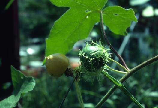 Image of fetid passionflower