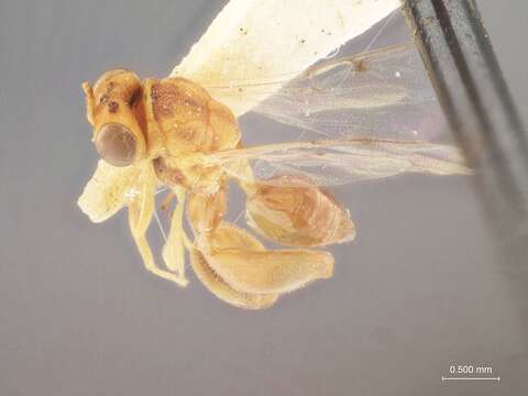 Image of Spilochalcis syrphidis Wolcott 1924