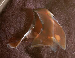 Image of Atlantic bird squid