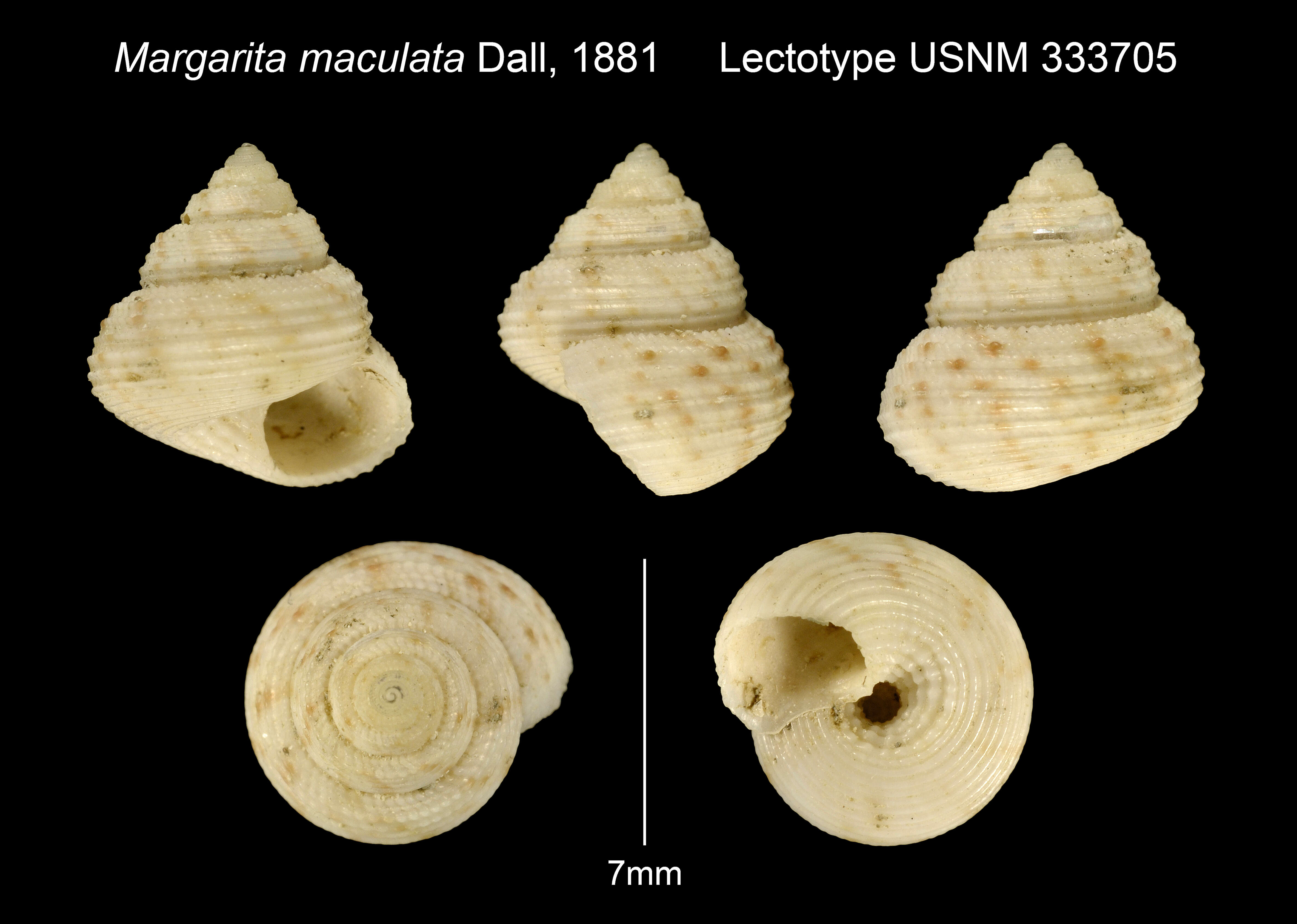 Image of Solariella lacunella (Dall 1881)