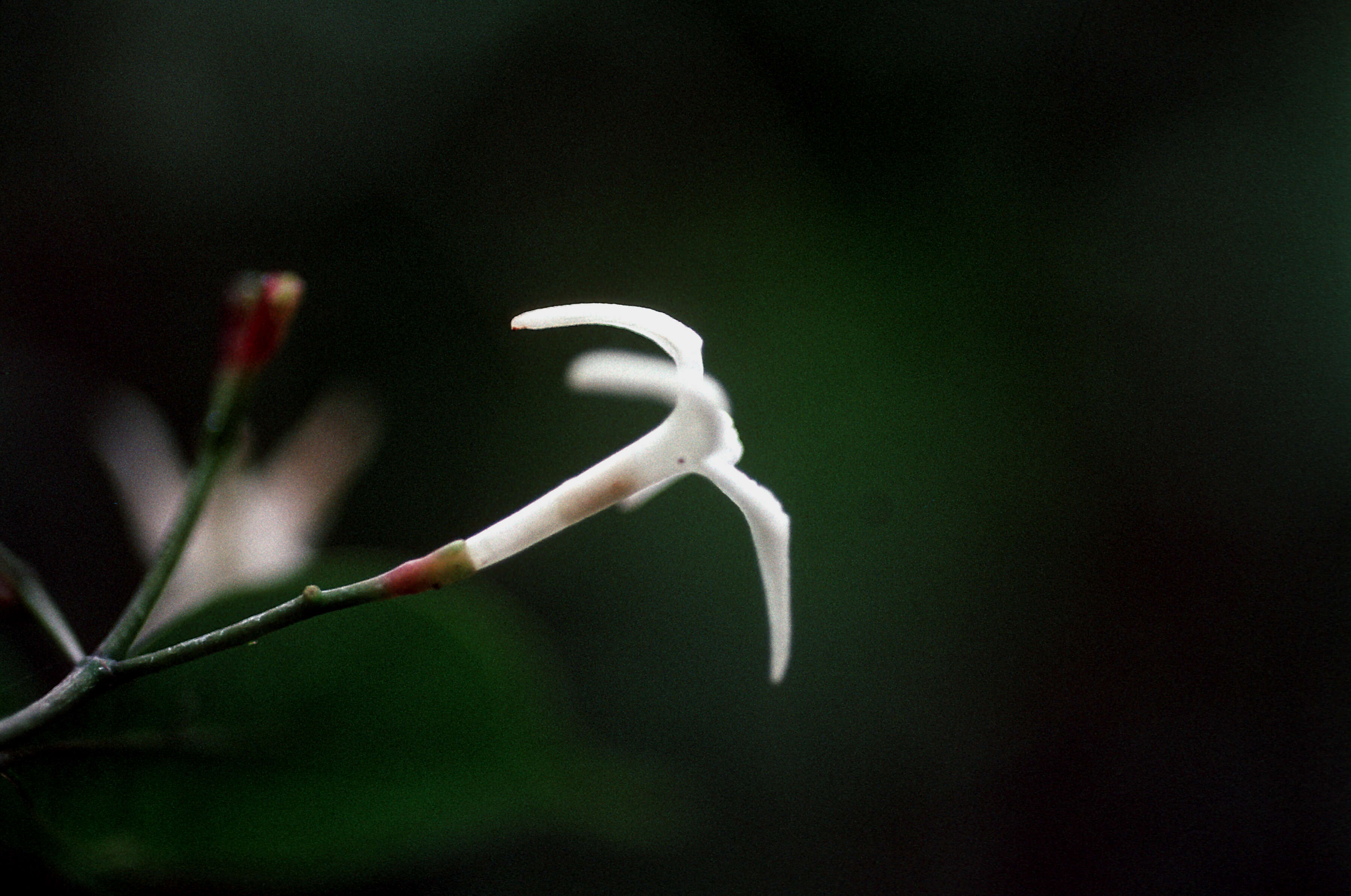 Image of false coffee