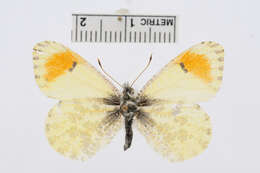 Image of Sara Orangetip