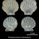 صورة Parvamussium diomedeum (Dall, Bartsch & Rehder 1938)