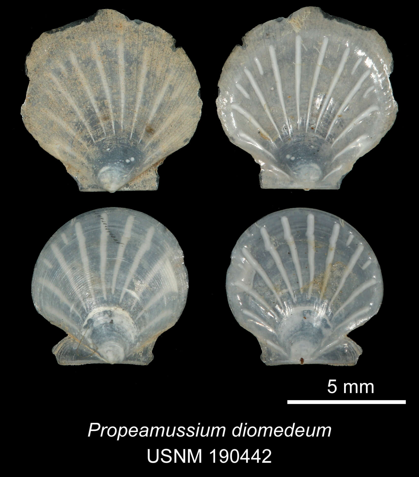 Sivun Parvamussium diomedeum (Dall, Bartsch & Rehder 1938) kuva