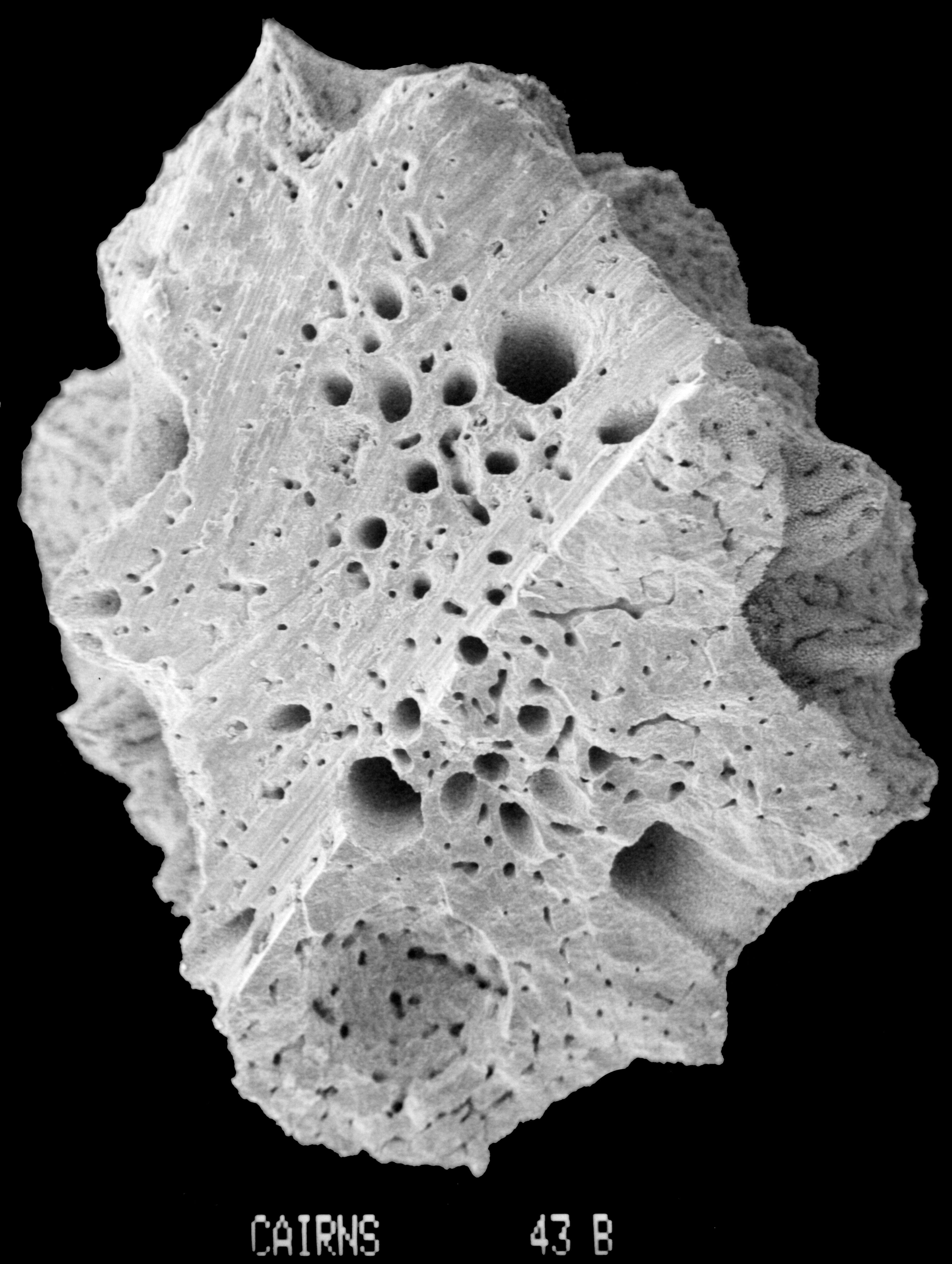 Image of Lepidopora acrolophos Cairns 1983