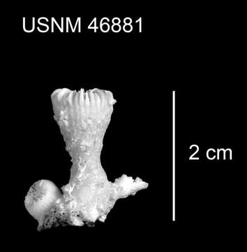 Trochocyathus (Trochocyathus) fossulus Cairns 1979的圖片