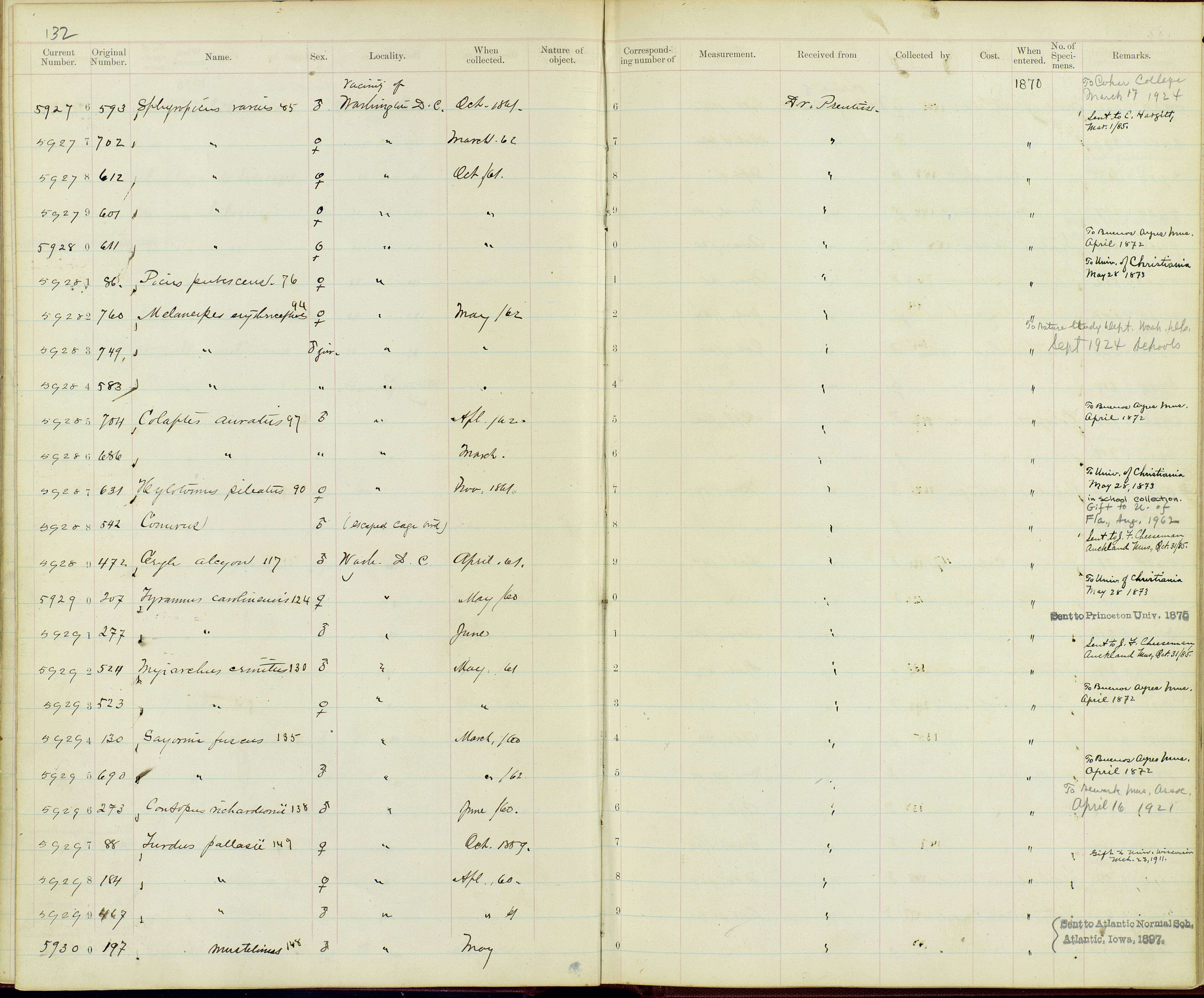 Image of Colaptes auratus luteus Bangs 1898