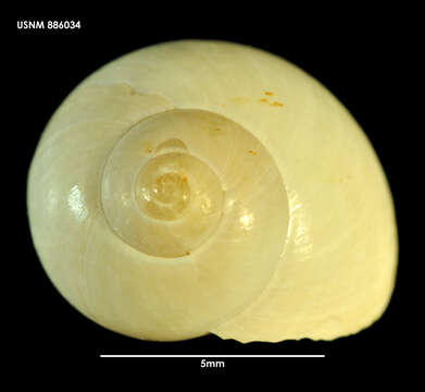 Image of Margarella macquariensis Hedley 1916
